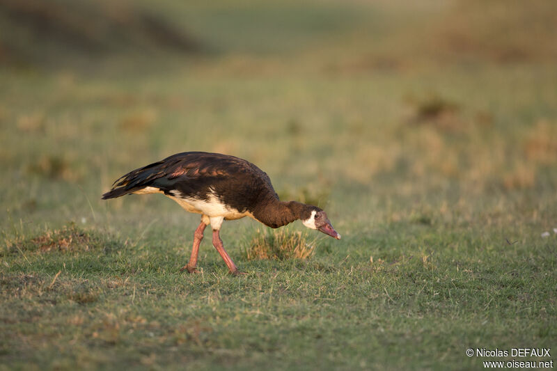 Spur-winged Goose, eats