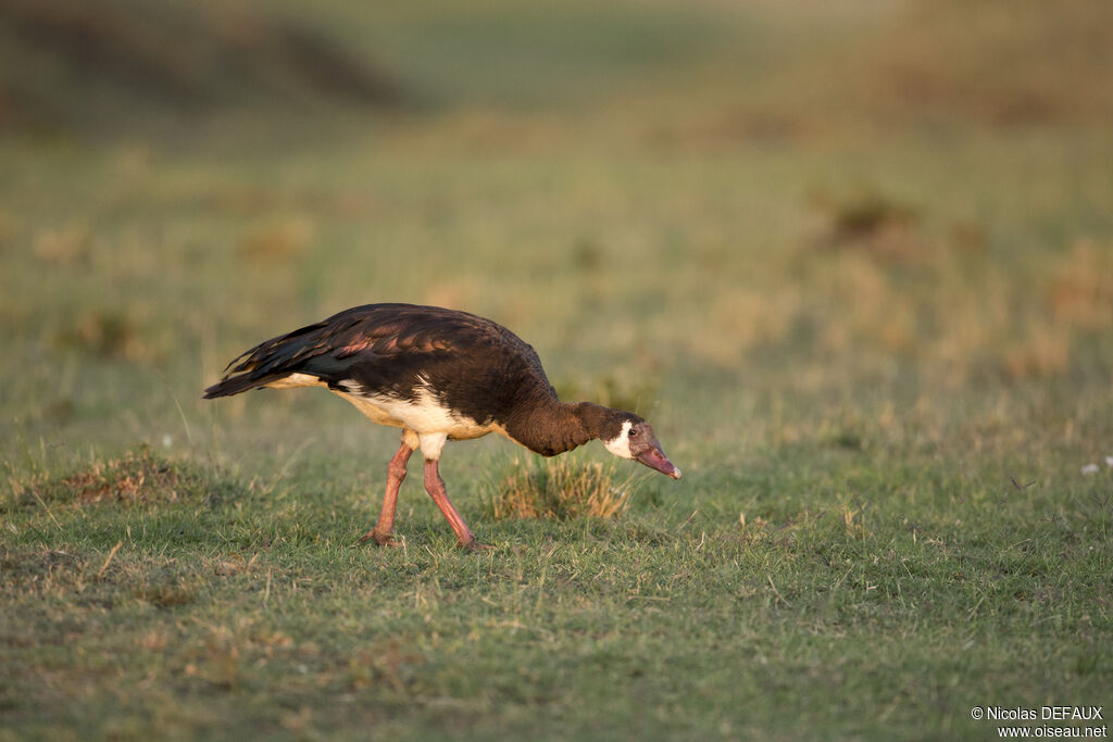 Spur-winged Goose, eats