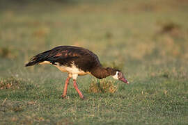 Spur-winged Goose