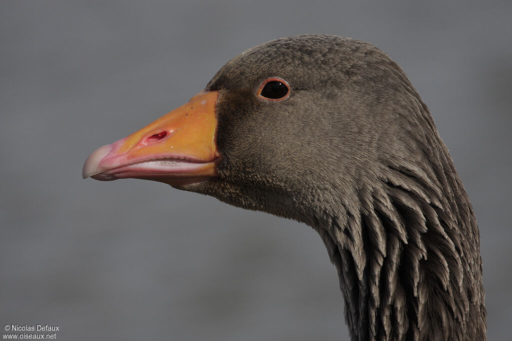 Greylag Goose