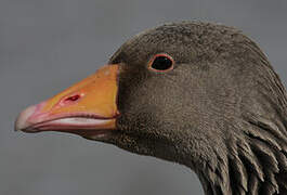 Greylag Goose