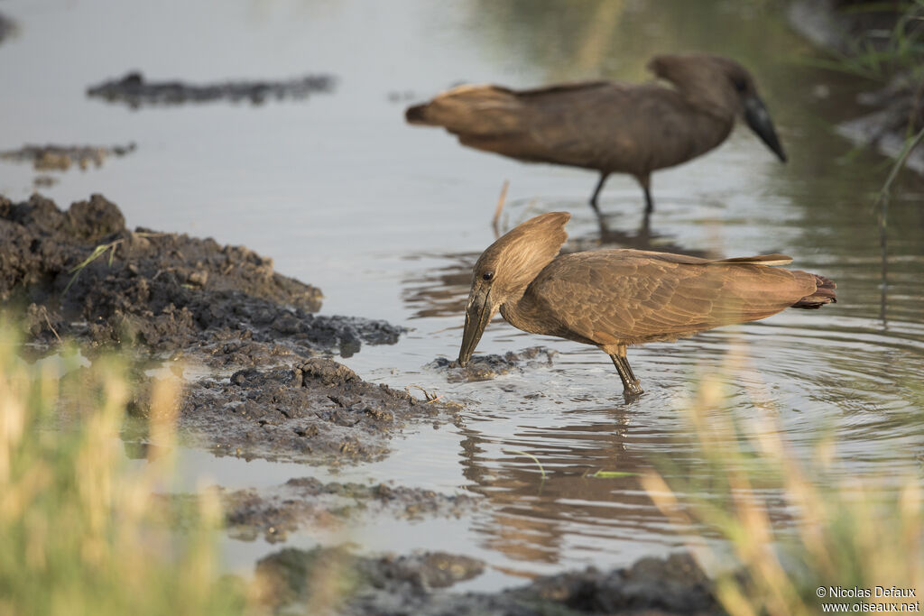 Hamerkop