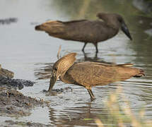 Hamerkop