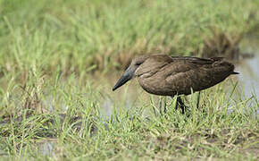 Hamerkop