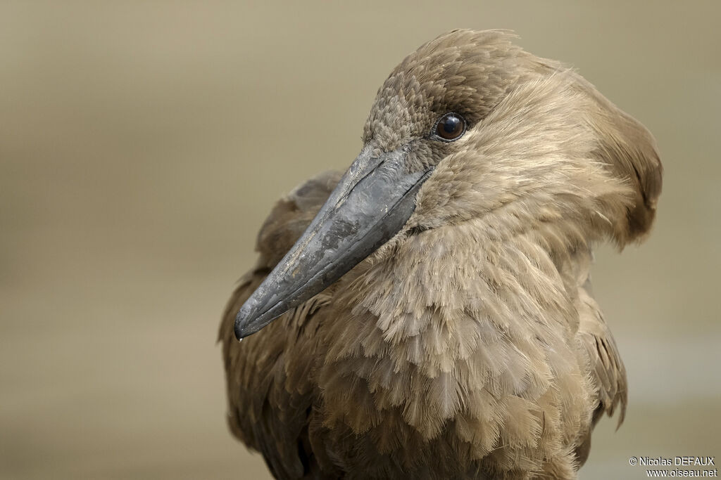 Hamerkopadult, close-up portrait