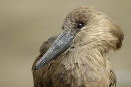 Hamerkop