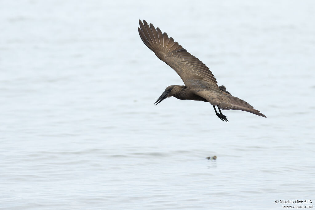 Hamerkopadult, Flight