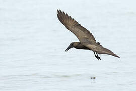 Hamerkop