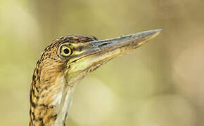 Rufescent Tiger Heron