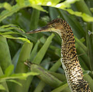 Rufescent Tiger Heron