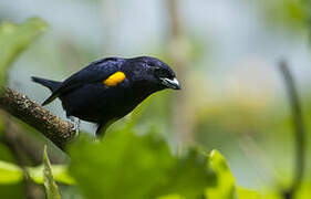 Golden-sided Euphonia