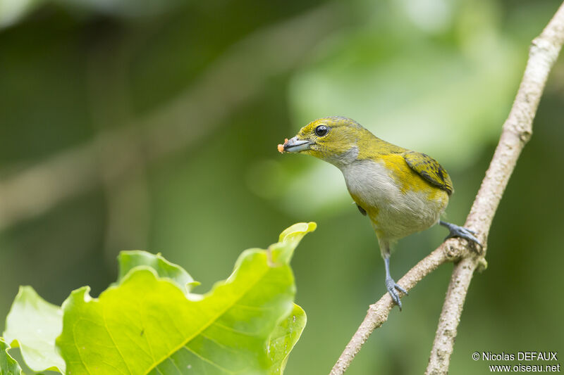 Golden-sided Euphonia female adult