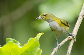 Golden-sided Euphonia