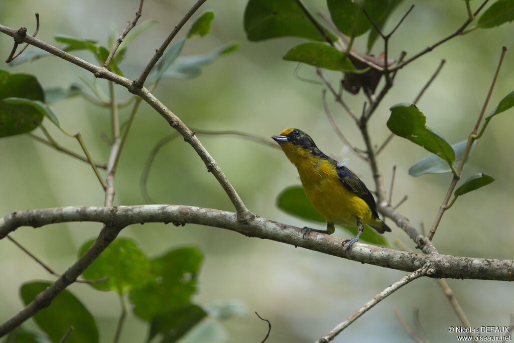 Violaceous Euphonia