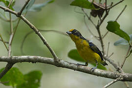 Violaceous Euphonia