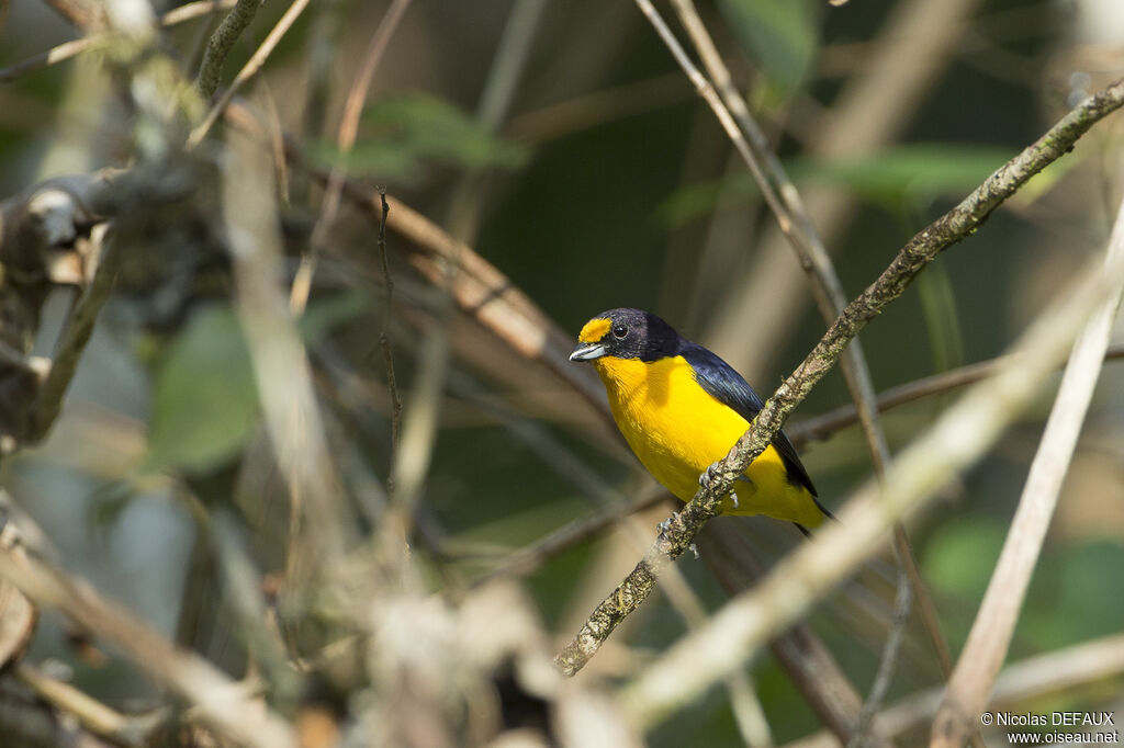 Violaceous Euphoniaadult