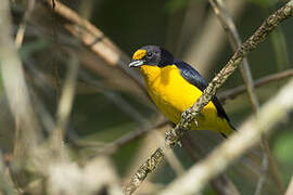 Violaceous Euphonia