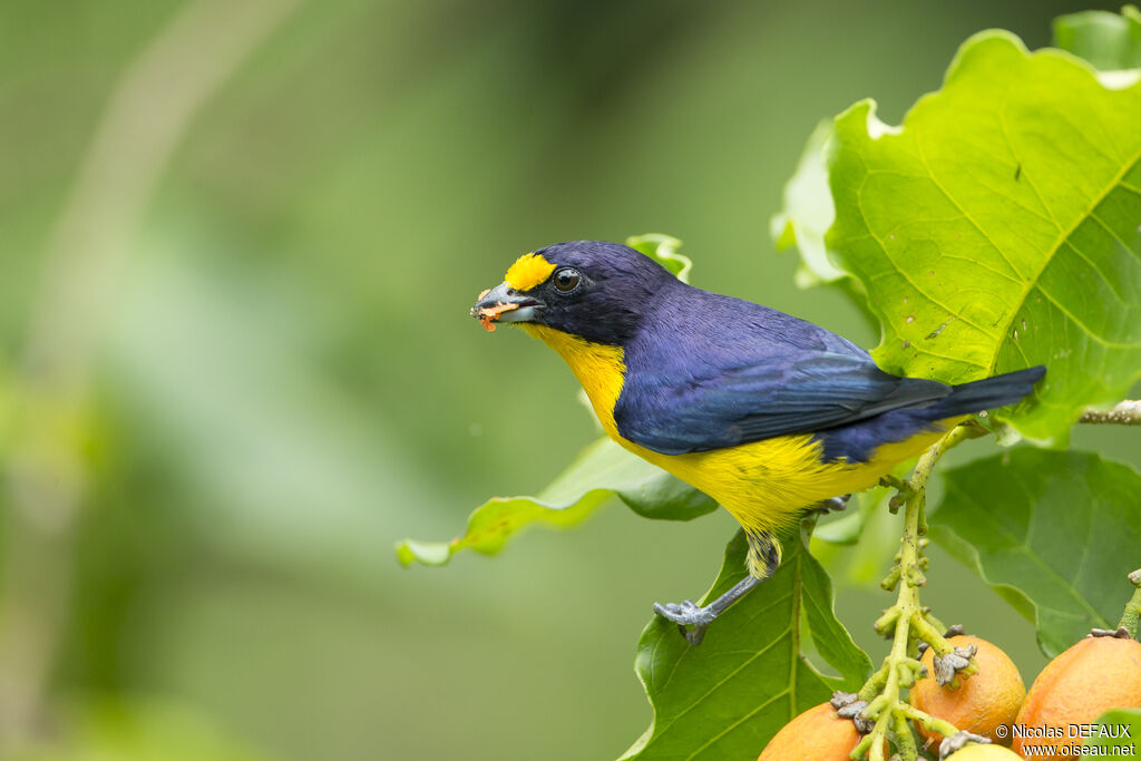 Violaceous Euphonia male, eats