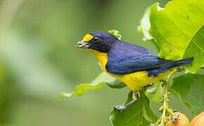 Violaceous Euphonia