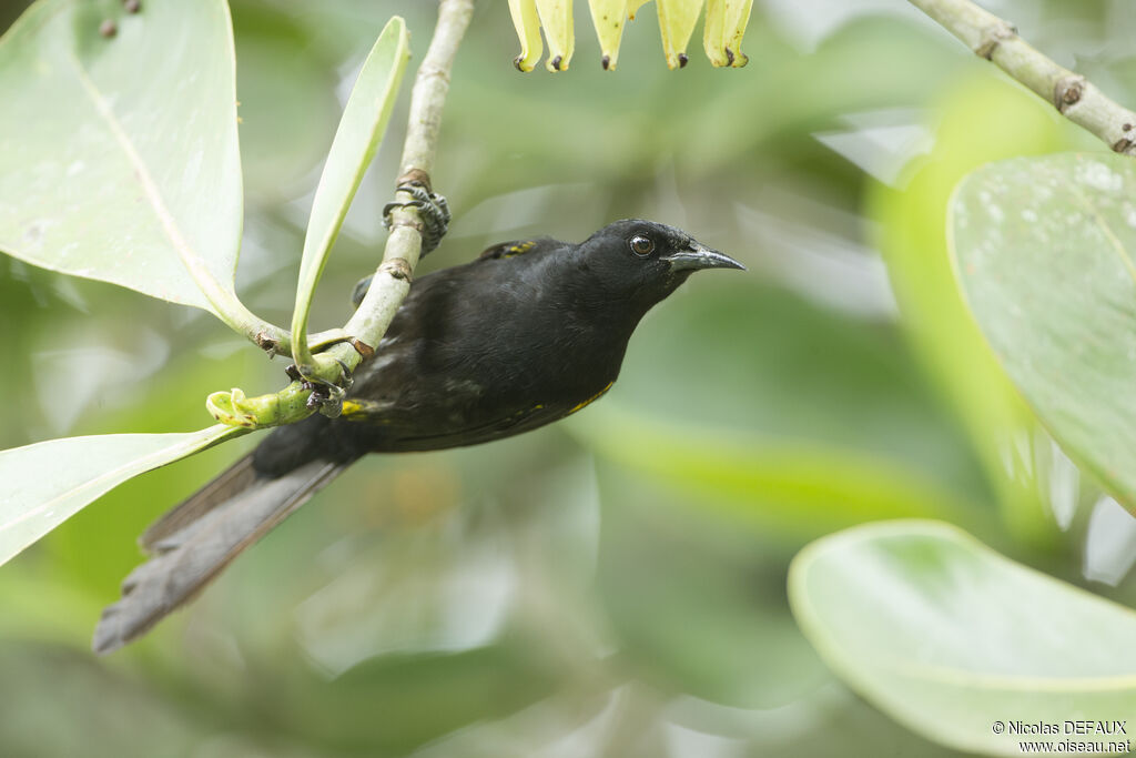 Oriole à épaulettesadulte, mange