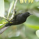 Oriole à épaulettes