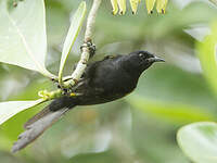 Oriole à épaulettes