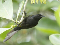 Epaulet Oriole