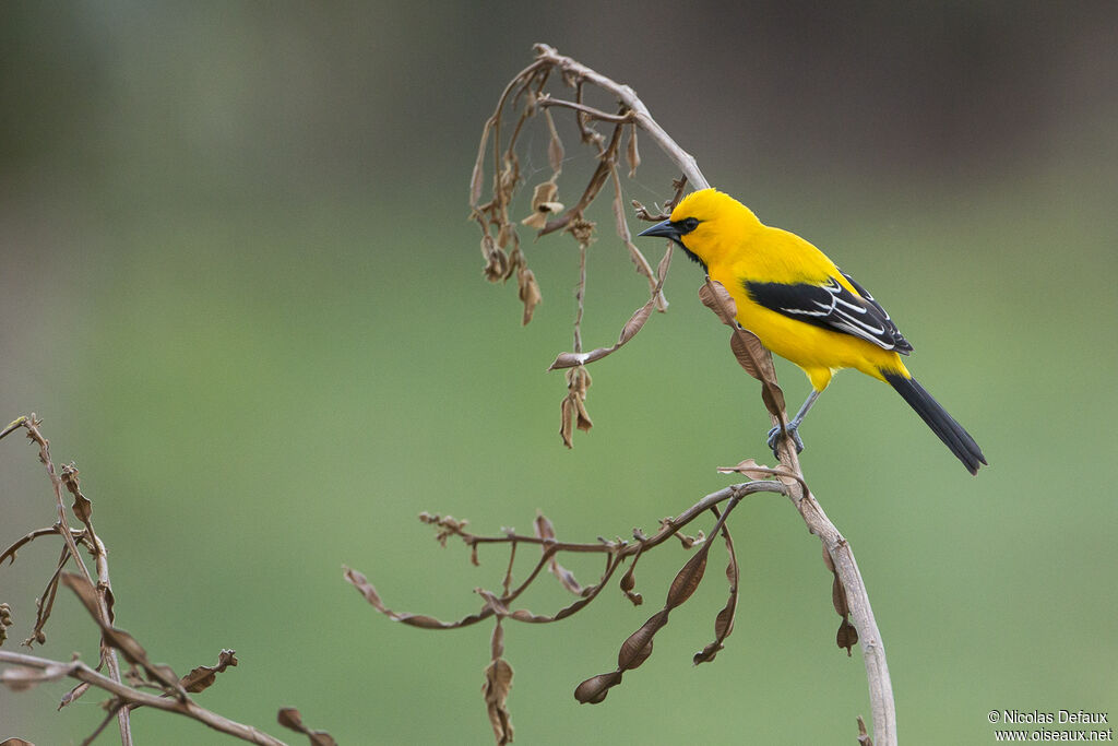 Yellow Oriole male