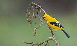 Yellow Oriole