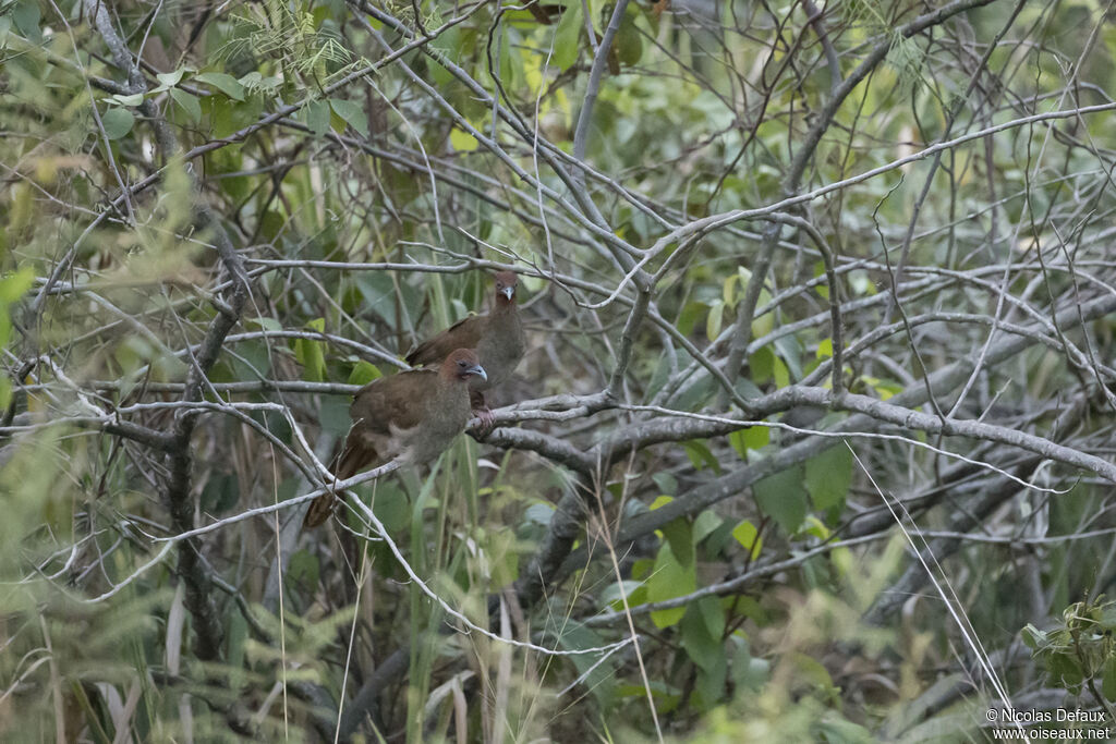 Ortalide motmot 