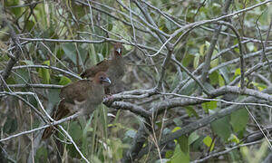 Ortalide motmot