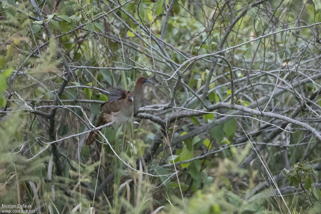 Little Chachalaca 