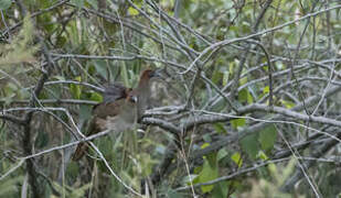 Little Chachalaca