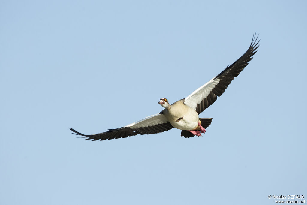 Egyptian Goose, close-up portrait, Flight