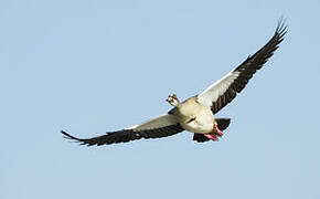 Egyptian Goose