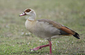 Egyptian Goose