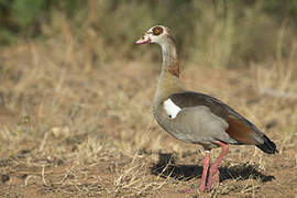 Egyptian Goose