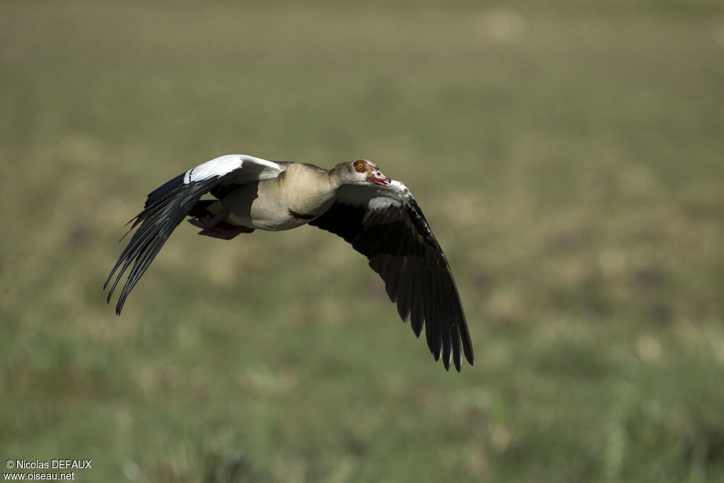 Egyptian Gooseadult, Flight