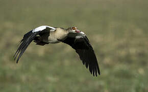 Egyptian Goose