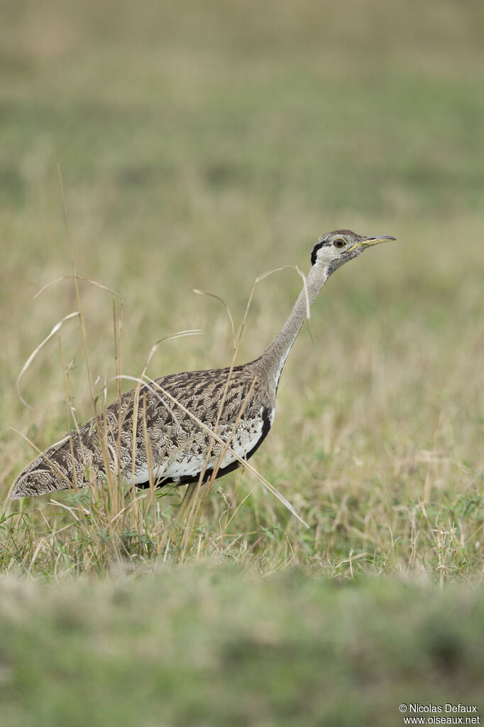 Black-bellied Bustard