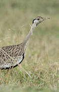 Black-bellied Bustard