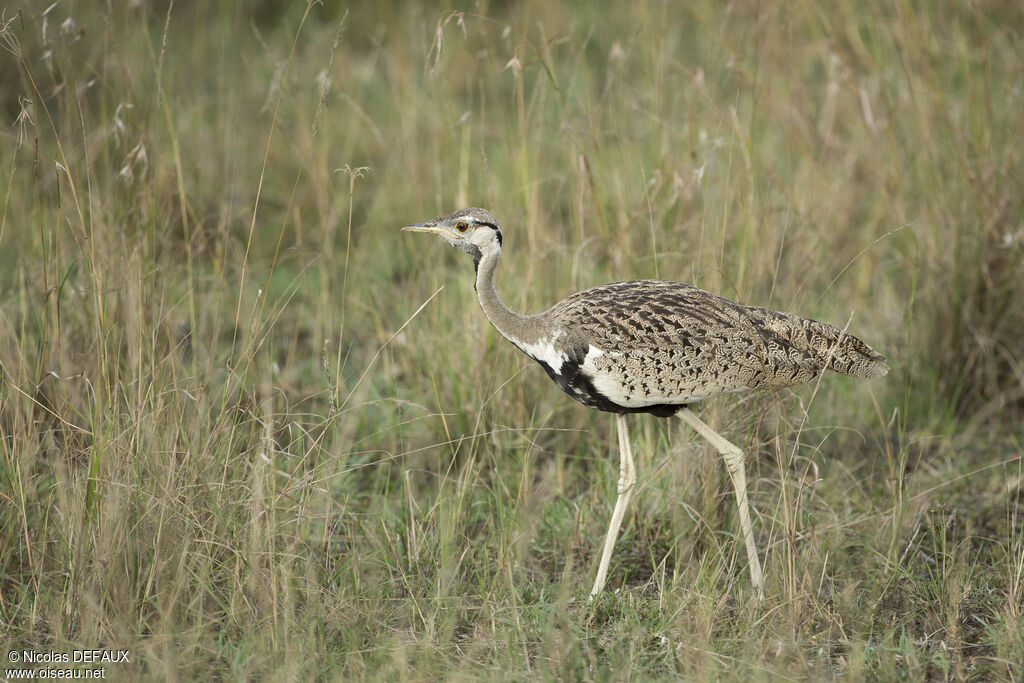 Black-bellied Bustard male adult, close-up portrait, walking, eats