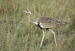 Black-bellied Bustard