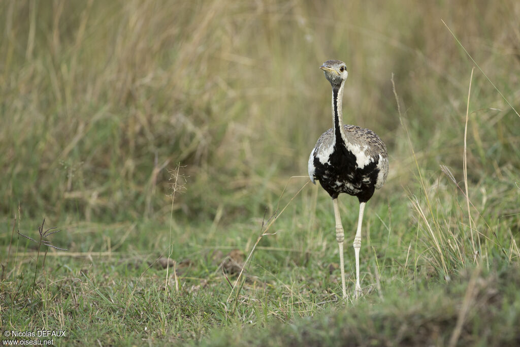 Black-bellied Bustard male adult, close-up portrait, walking, eats