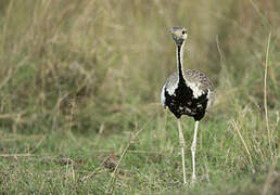 Black-bellied Bustard