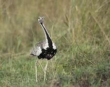 Black-bellied Bustard