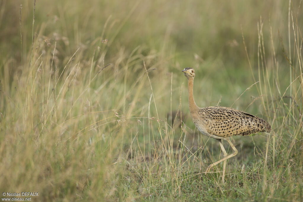 Black-bellied Bustard female adult, close-up portrait, walking, eats