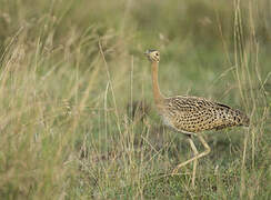 Black-bellied Bustard