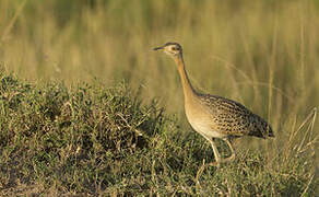 Black-bellied Bustard