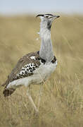 Kori Bustard